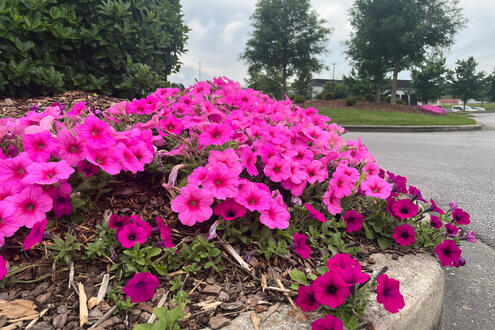 flowers on curb