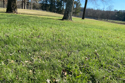 my park