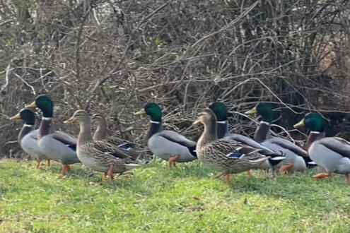 duck crucible