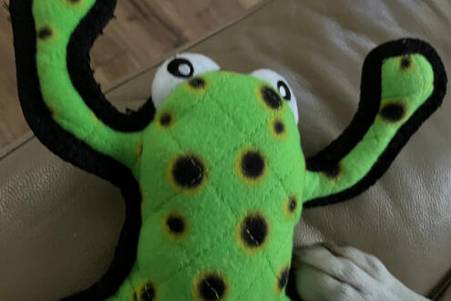 frog